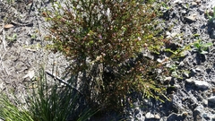 Hypocalymma strictum