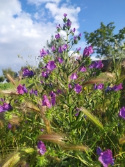 Echium plantagineum