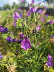 Echium plantagineum