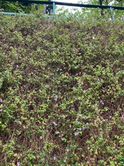 Magnoliopsida