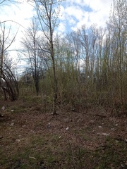 Phoenicurus phoenicurus