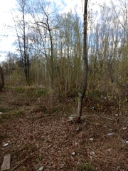 Phoenicurus phoenicurus