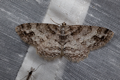 Paradarisa consonaria