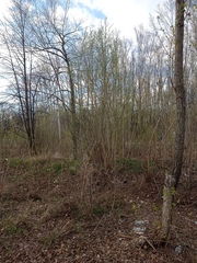 Phoenicurus phoenicurus