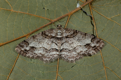 Paradarisa consonaria