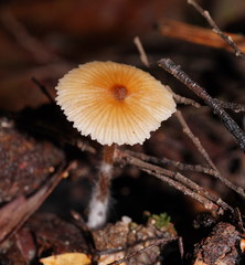 Entoloma aromaticum