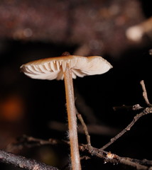Entoloma aromaticum