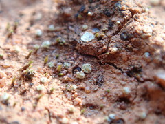 Goniomitrium acuminatum