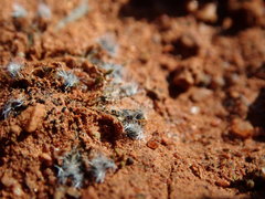 Riccia crinita