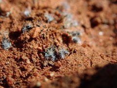 Riccia crinita