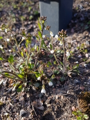 Arabidopsis suecica