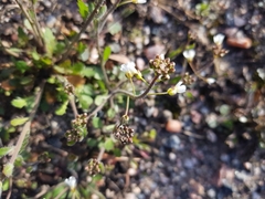 Arabidopsis suecica