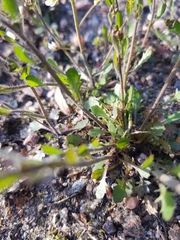 Arabidopsis suecica