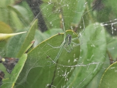 Cyrtophora guangxiensis