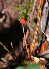Mycena toyerlaricola