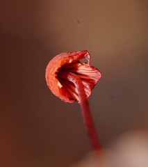 Mycena toyerlaricola