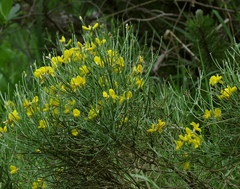 Genista radiata