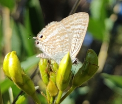 Lampides boeticus