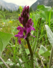 Dactylorhiza lapponica