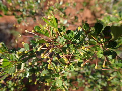 Dodonaea viscosa cuneata
