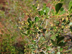 Dodonaea viscosa cuneata