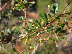 Dodonaea viscosa cuneata
