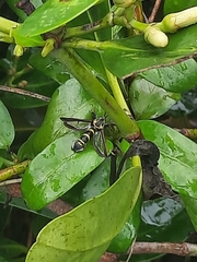 Nokona pilamicola