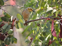 Ptilotula flavescens