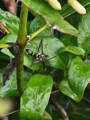 Nokona pilamicola