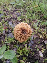 Morchella steppicola