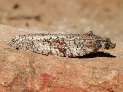 Thrincophora dryinodes