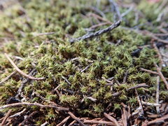 Pseudocrossidium crinitum