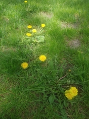 Taraxacum officinale