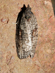 Thrincophora dryinodes