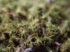 Pseudocrossidium crinitum