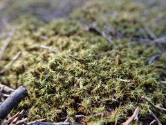 Pseudocrossidium crinitum