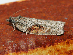 Thrincophora dryinodes