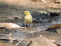 Ptilotula flavescens