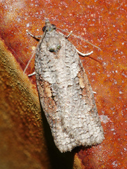 Thrincophora dryinodes