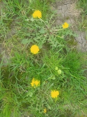 Taraxacum officinale