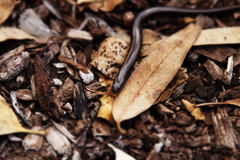 Hemiergis decresiensis