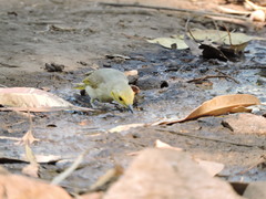 Ptilotula flavescens