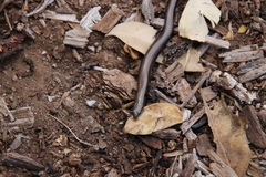 Hemiergis decresiensis