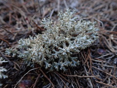 Pulchrocladia corallaizon