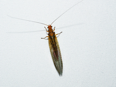 Dictyochrysa fulva