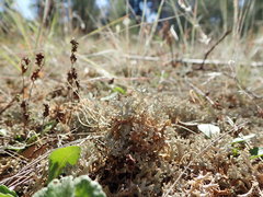 Pulchrocladia corallaizon