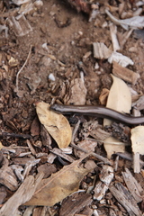 Hemiergis decresiensis