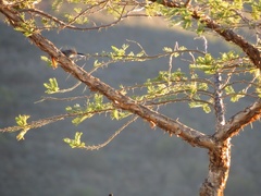 Vachellia sieberiana