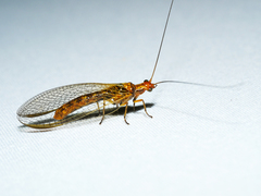 Dictyochrysa fulva