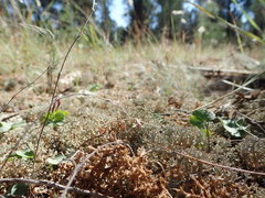 Pulchrocladia corallaizon